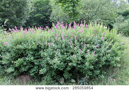 Flowering Spiraea Salicifolia Or Willowleaf Meadowsweet In Garden. General View Of Shrub With Green 
