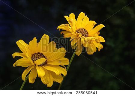 Two Arnica Flower Blossoms On A Dark Background In Autumn