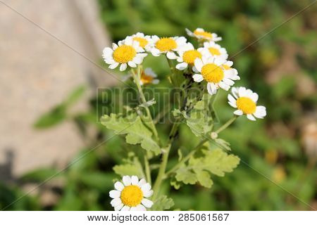 Colony Of Black Bean Aphid (aphis Fabae) On Flowers Of Achillea Ptarmica Or European Pellitory
