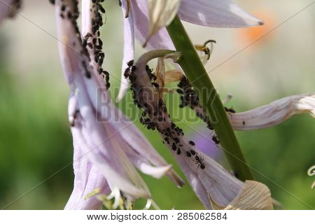 Colony Of Black Bean Aphid (aphis Fabae) On Flowers Of Plantain Lily (hosta Sp.)