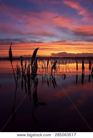 Pickerel Plants Greet The Red Skies Of An Early Morning On Lake Conway, Belle Isle, Florida