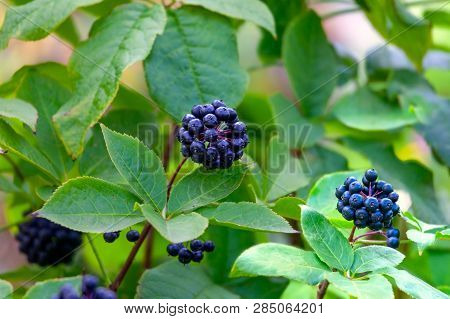 Prickly Eleutherococcus Or Wild Pepper. It Is Valuable  Medicinal Plant.