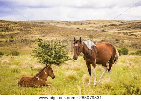 Mare With Foal Resting On The Meadows.