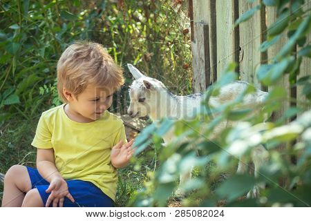 Game. Newborn White Goats In Nature With Boy Kid. Summer Landscape With Farm Animals. Domestic Goat 