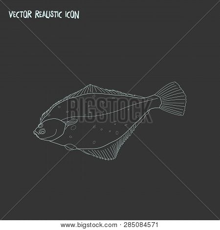 Turbot Icon Line Element. Vector Illustration Of Turbot Icon Line Isolated On Clean Background For Y