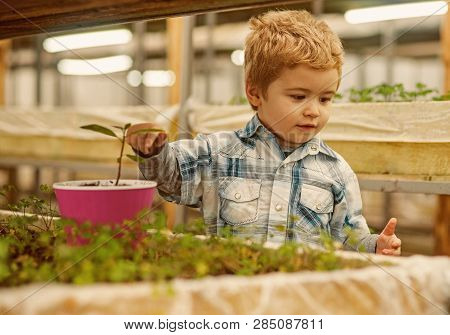 Kid Work In Orangery. Kid Work In Orangery With Flowers And Trees. Small Kid Work In Orangery Growin