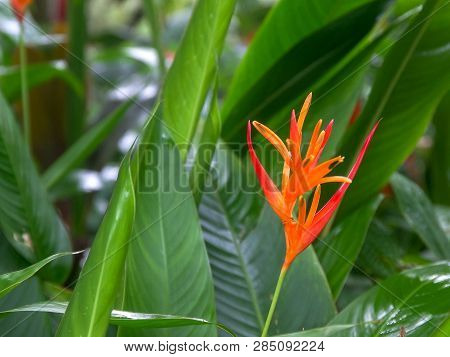 A Heliconia Psittacorum Tropical Flower On Maui