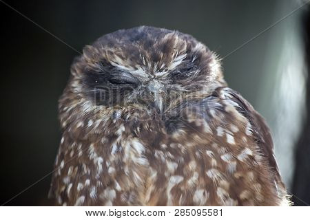 This Is A Close Up Of A Boobook Owl