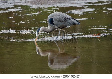 Great Blues Heron Probing For Invertebrates Or Fish On The Mud Flats Of Witty's Lagoon