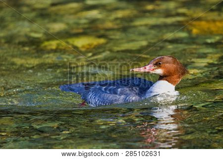 Common Merganser Female Looks Back As It Swims Upstream On The Clear Waters Of Goldstream River, Van