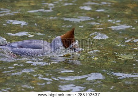 Common Merganser Dips Its Head Under Water To Look For Prey On Goldstream River In The Winter. Vanco