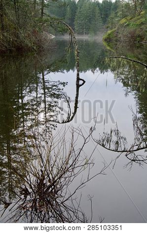 Crystal Clear Reflections Of Trees In Still Water Of Thetis Lake On Misty December Morning, Vancouve