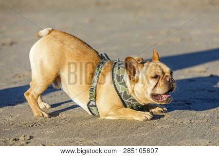 Playful young French Bulldog male bowing down and barking at other dogs. Sandy beach in Northern California.