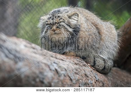 Pallas Cat (otocolobus Manul). Manul Is Living In The Grasslands And Montane Steppes Of Central Asia