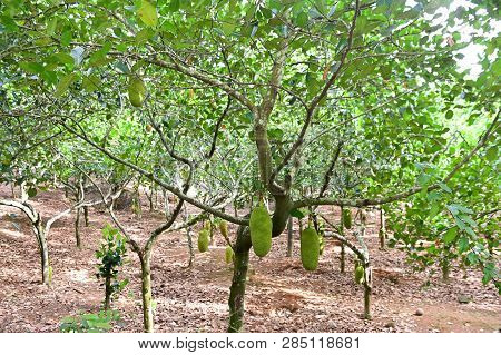 Jackfruit Is Delicious Sweet Fruit. Jackfruit Tree And Young Jackfruits