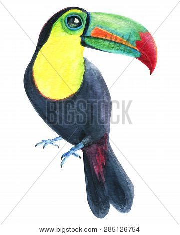 Toucan Tropical Exotic Bird Drawing Isolated On White Background. Watercolor Hand Painted Illustrati