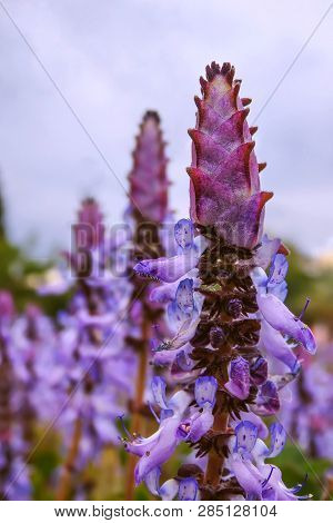 Plectranthus Caninus Flowers Close-up Against Cloudy Sky
