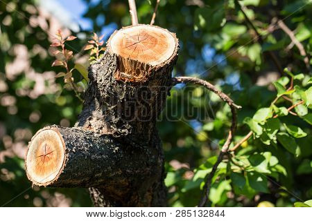 Spilled Branch On A Fruit Tree Close-up. Photographed At A Sunny Day.