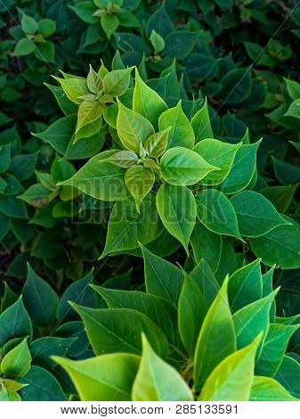 Bougainvillea Ornamental Vines Leaves. Green Leaf Pattern And Background