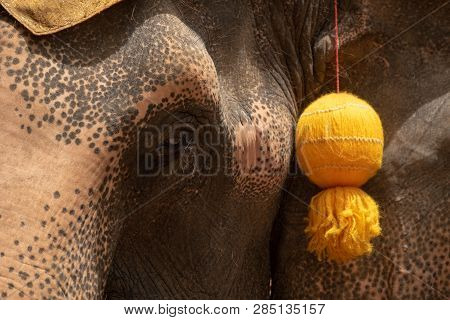 Close-up Of Elephant Head With Yellow Tassel