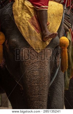 Close-up Of Mahout Foot On Elephant Head
