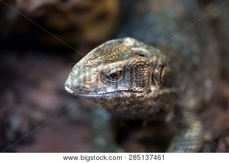 The Savannah Monitor. Varanus Exanthematicus. Is A Medium-sized Species