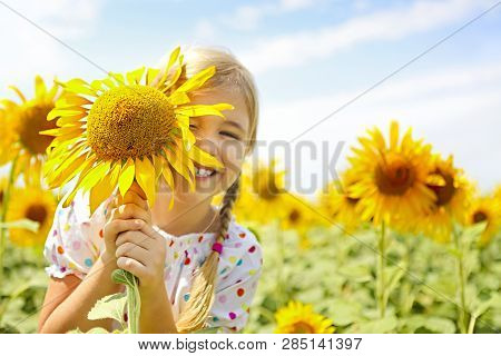 Child Playing In Sunflower Field On Sunny Summer Day. Little Girl Plays With Sunflowers.