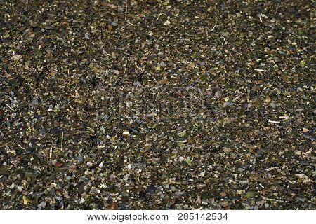 Ayahuasca Guayusa Tea Leaves Background Texture Full Frame.
