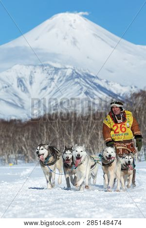 Kamchatka, Russia - Feb 25, 2017: Kamchatka Sled Dog Race Beringiya, Russian Cup Of Dog Sled Racing 