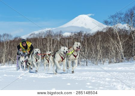 Kamchatka, Russia - Feb 25, 2017: Kamchatka Sled Dog Race Beringiya, Russian Cup Of Dog Sled Racing 
