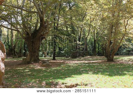 Agios Nikolaos Park Naousa Greece Europe
