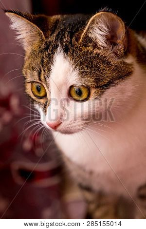 Portrait Of A Cute Cat With Beautiful Eyes. Striped Miracle.