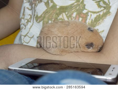 Hamster Sleeps In The Arms Of A Little Baby Girl