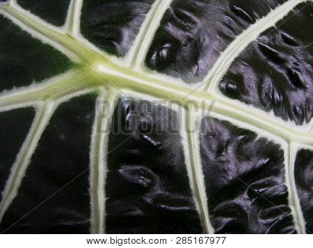 Detail Of A Dark Leaf, White On Dark Background