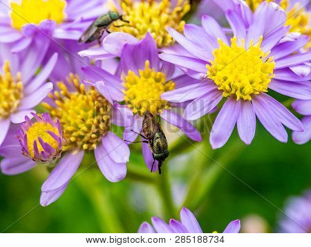 A Japanese Beefly Feeds From A Cluster Of Aster Flowers Along A Roadside In Kanagawa Prefecture, Jap