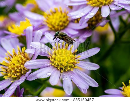 A Japanese Beefly Feeds From A Cluster Of Aster Flowers Along A Roadside In Kanagawa Prefecture, Jap