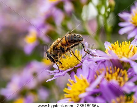 A Japanese Beefly Feeds From A Cluster Of Aster Flowers Along A Roadside In Kanagawa Prefecture, Jap