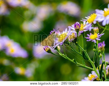 A Skipper Butterfly Feeds From A Cluster Of Aster Flowers Along A Roadside In Central Kanagawa Prefe