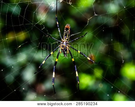 A Japanese Gumo Spider Rests In Its Web Along A Residential Walking Path In Central Kanagawa Prefect