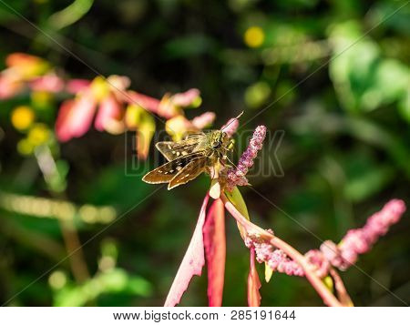 A Grass Skipper Butterfly Rests On A Small Flowering Vine Growing Along A Walking Path In Central Ja