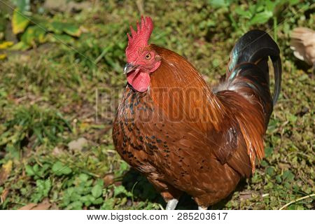 Red Crest And Pointy Beak On A Red Crested Free Range Rooster.