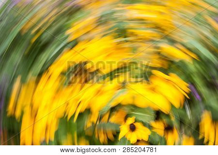 Abstract Blurred Photo In Motion Of Bright Yellow Rudbeckia Fulgida Cone Flowers With Dark Brown Cap