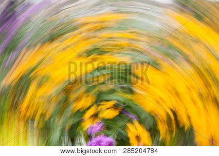Abstract Blurred Photo In Motion Of Bright Yellow Rudbeckia Fulgida Cone Flowers With Dark Brown Cap