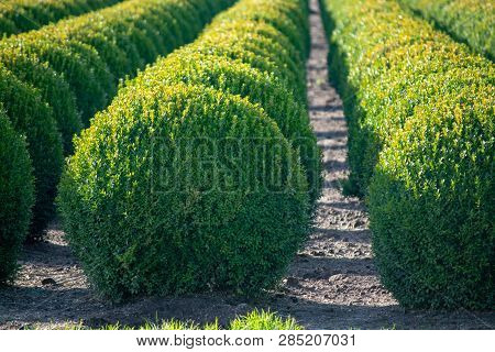 Evergreen Buxus Or Box Wood Nursery In Netherlands, Plantation Of Big Round Box Tree Balls In Rows D