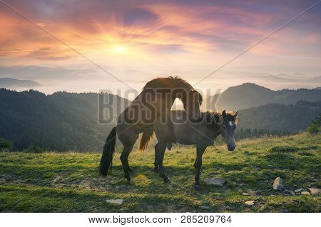 Horses Sex Image & Photo (Free Trial) | Bigstock