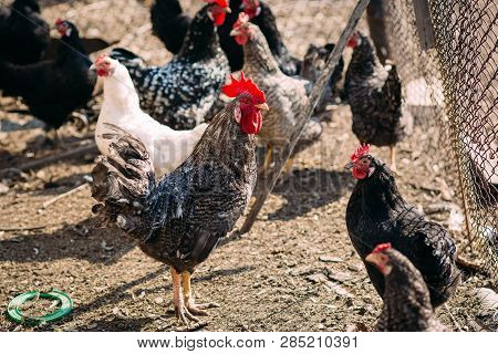Cock And Chickens On A Farm In Early Spring On A Sunny Day