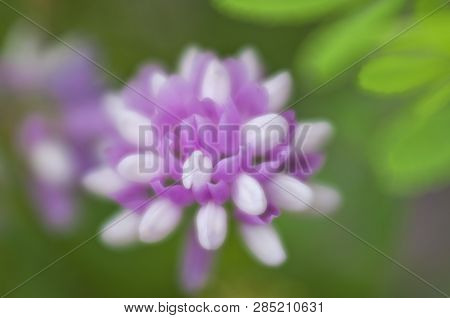 A Multicolored Flower Of Coronilla Varia Close-up. Soft Focus. Sammer, June. Ukraine.