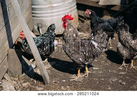 Cock And Chickens On A Farm In Early Spring On A Sunny Day