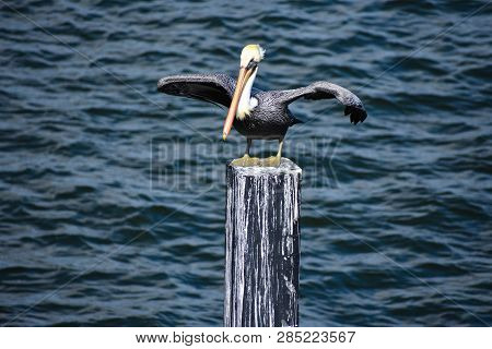 St. Augustine, Florida. January 26 , 2019.pelican Opening Wings On Blue Sea Background.