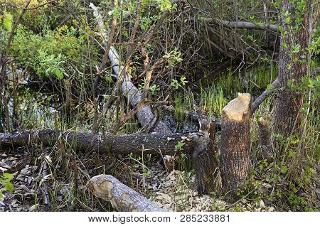 Photo Damaged Fragments Of Gnawed Beaver Felled Aspen Trees In A Swampy Area During The Day Closeup.